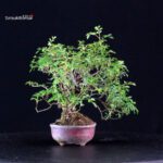 Rosa Sansho - immagine 2