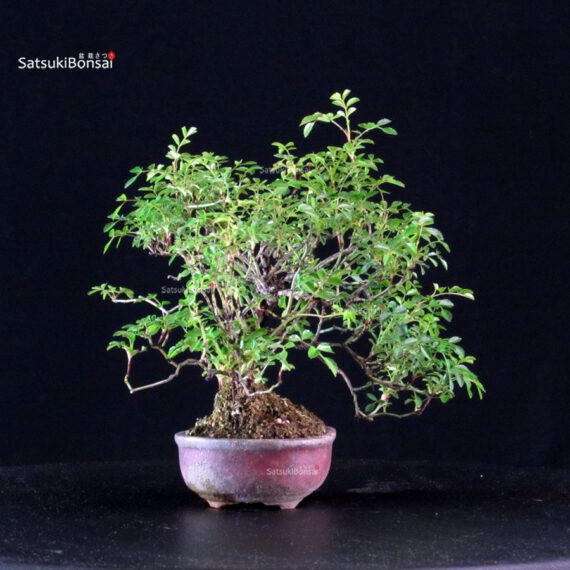 Rosa Sansho - immagine 2