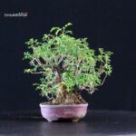Rosa Sansho - immagine 3