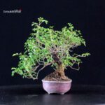 Rosa Sansho - immagine 4