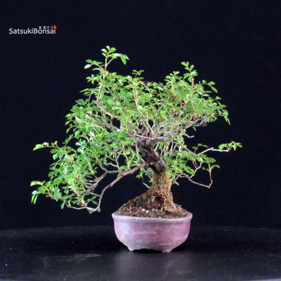 Rosa Sansho - immagine 4