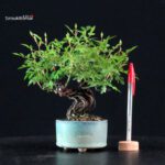 Rosa Spp. - immagine 2
