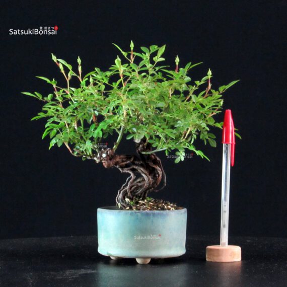 Rosa Spp. - immagine 2