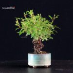 Rosa Spp. - immagine 3