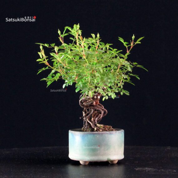 Rosa Spp. - immagine 3
