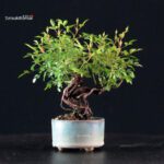 Rosa Spp. - immagine 4