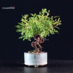 Rosa Spp. - immagine 5