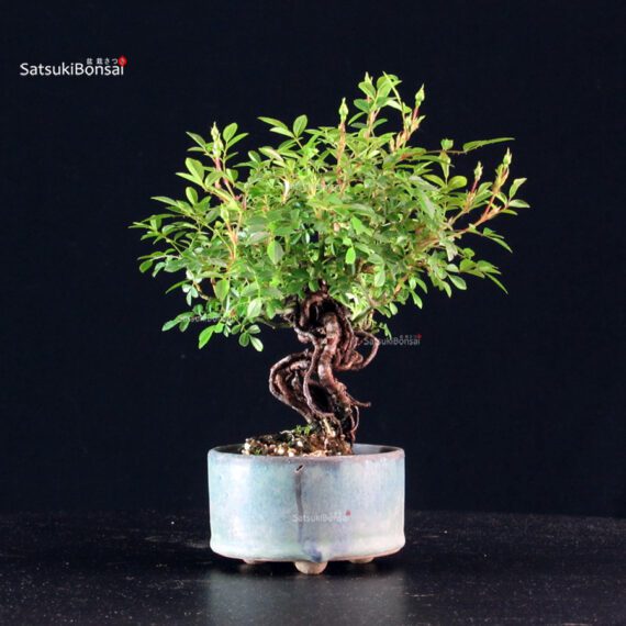 Rosa Spp. - immagine 5