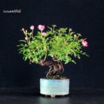 Rosa Spp.