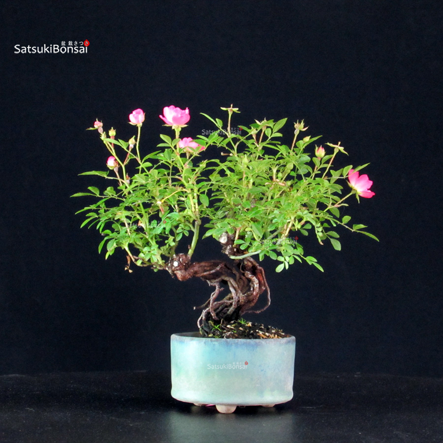 6251_5-Rosa-spp. Rosa Spp. - immagine 1