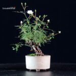 Rosa Spp. - immagine 2