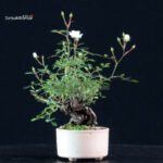 Rosa Spp. - immagine 3