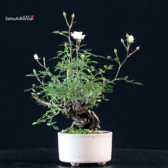 Rosa Spp. - immagine 3