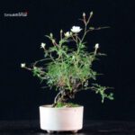 Rosa Spp. - immagine 4