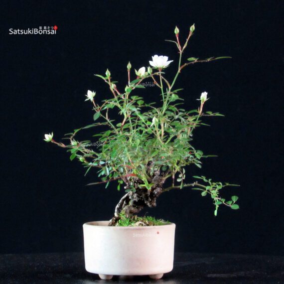 Rosa Spp. - immagine 4