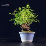 Rosa Spp. - immagine 3