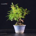 Rosa Spp. - immagine 4