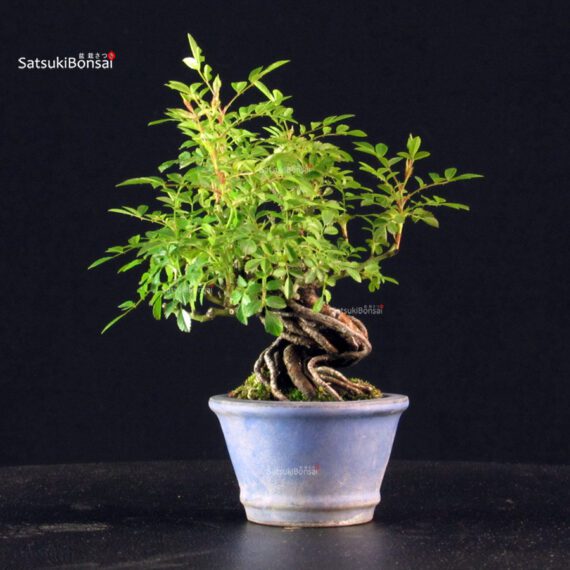 Rosa Spp. - immagine 4