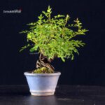 Rosa Spp. - immagine 5