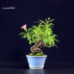 Rosa Spp.