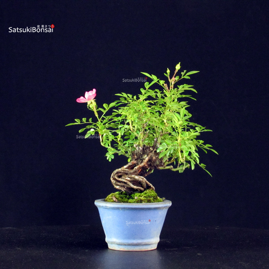 6253_5-Rosa-spp. Rosa Spp. - immagine 1
