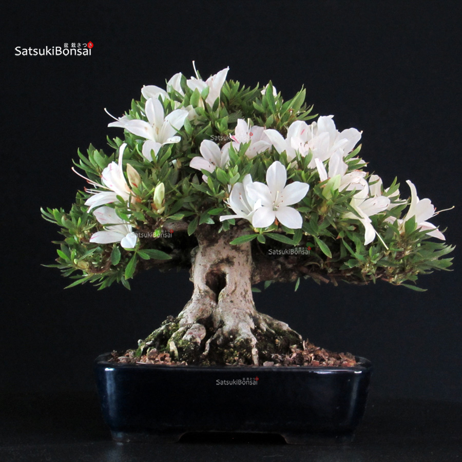 6283_5-Satsuki-Hakurin Azalea Satsuki HAKURIN - immagine 1