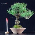 Pinus Thunbergii Kuromatsu