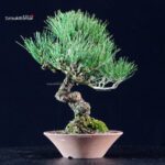 Pinus Thunbergii Kuromatsu - immagine 4