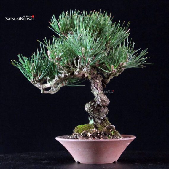 Pinus Thunbergii Kuromatsu - immagine 3