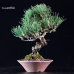 Pinus Thunbergii Kuromatsu - immagine 2