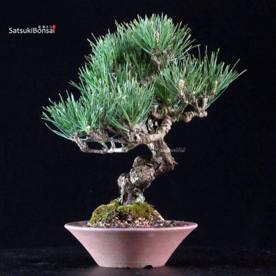 Pinus Thunbergii Kuromatsu - immagine 2