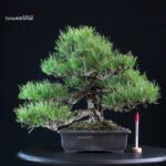 Pinus Thunbergii Kuromatsu