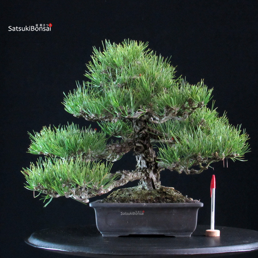 6312_1-Pinus Thunbergii kuromatsu Pinus Thunbergii Kuromatsu - immagine 1