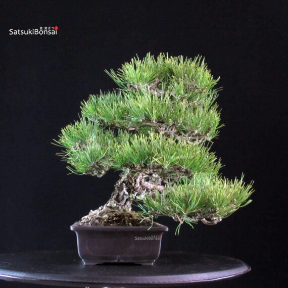 Pinus Thunbergii Kuromatsu - immagine 4