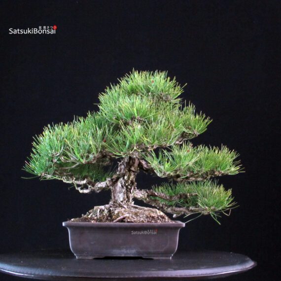 Pinus Thunbergii Kuromatsu - immagine 3