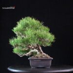 Pinus Thunbergii Kuromatsu - immagine 2