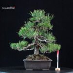 Pinus Thunbergii Kuromatsu
