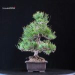 Pinus Thunbergii Kuromatsu - immagine 4