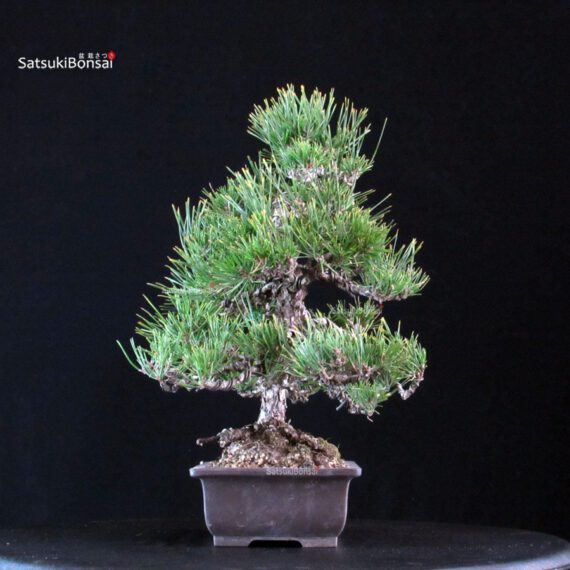 Pinus Thunbergii Kuromatsu - immagine 4