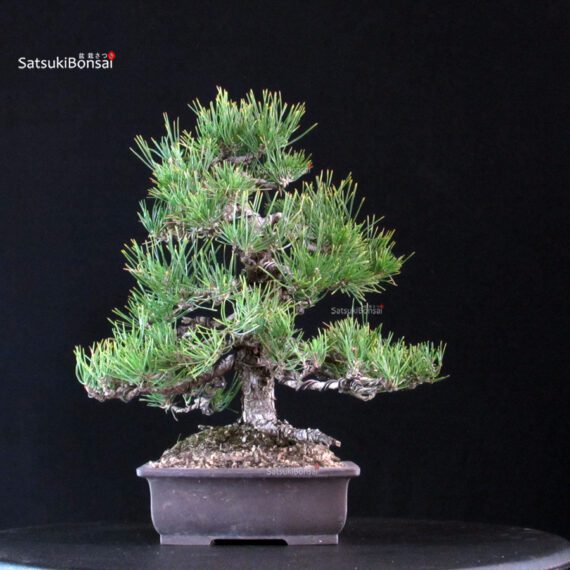 Pinus Thunbergii Kuromatsu - immagine 3