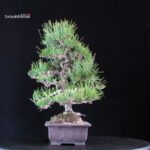 Pinus Thunbergii Kuromatsu - immagine 2