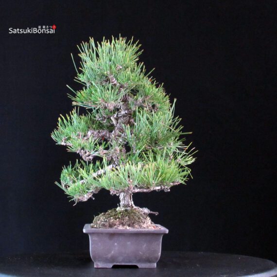 Pinus Thunbergii Kuromatsu - immagine 2