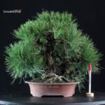 Pinus Thunbergii Nishikimatsu Corticosa