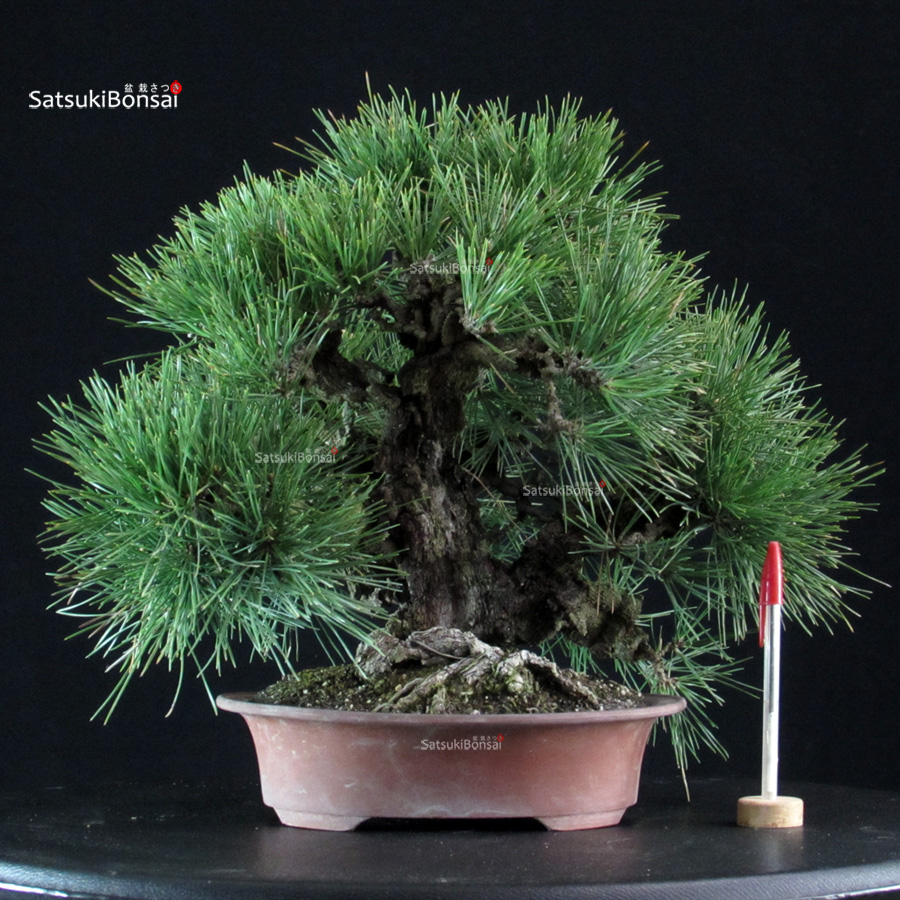 6314_1-Pinus Thunbergii kuromatsu Pinus Thunbergii Nishikimatsu Corticosa - immagine 1