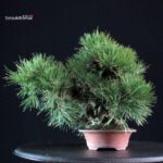 Pinus Thunbergii Nishikimatsu Corticosa - immagine 2