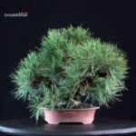 Pinus Thunbergii Nishikimatsu Corticosa - immagine 3