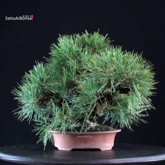 Pinus Thunbergii Nishikimatsu Corticosa - immagine 3