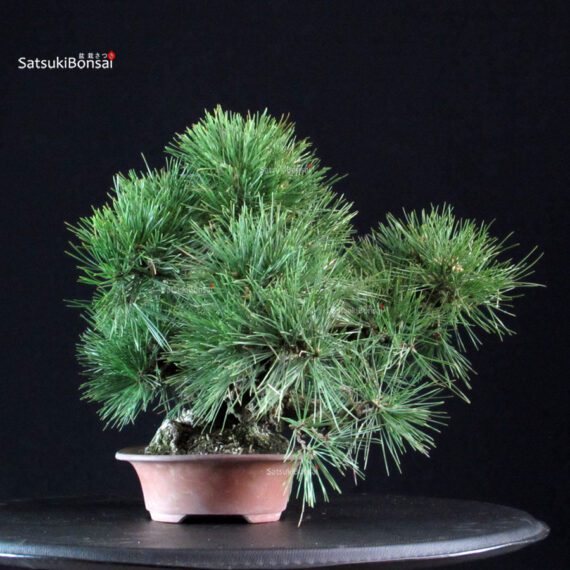 Pinus Thunbergii Nishikimatsu Corticosa - immagine 4