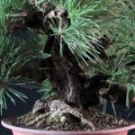 Pinus Thunbergii Nishikimatsu Corticosa - immagine 5
