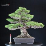Pinus Pentaphylla Miyajima - Goyomatsu